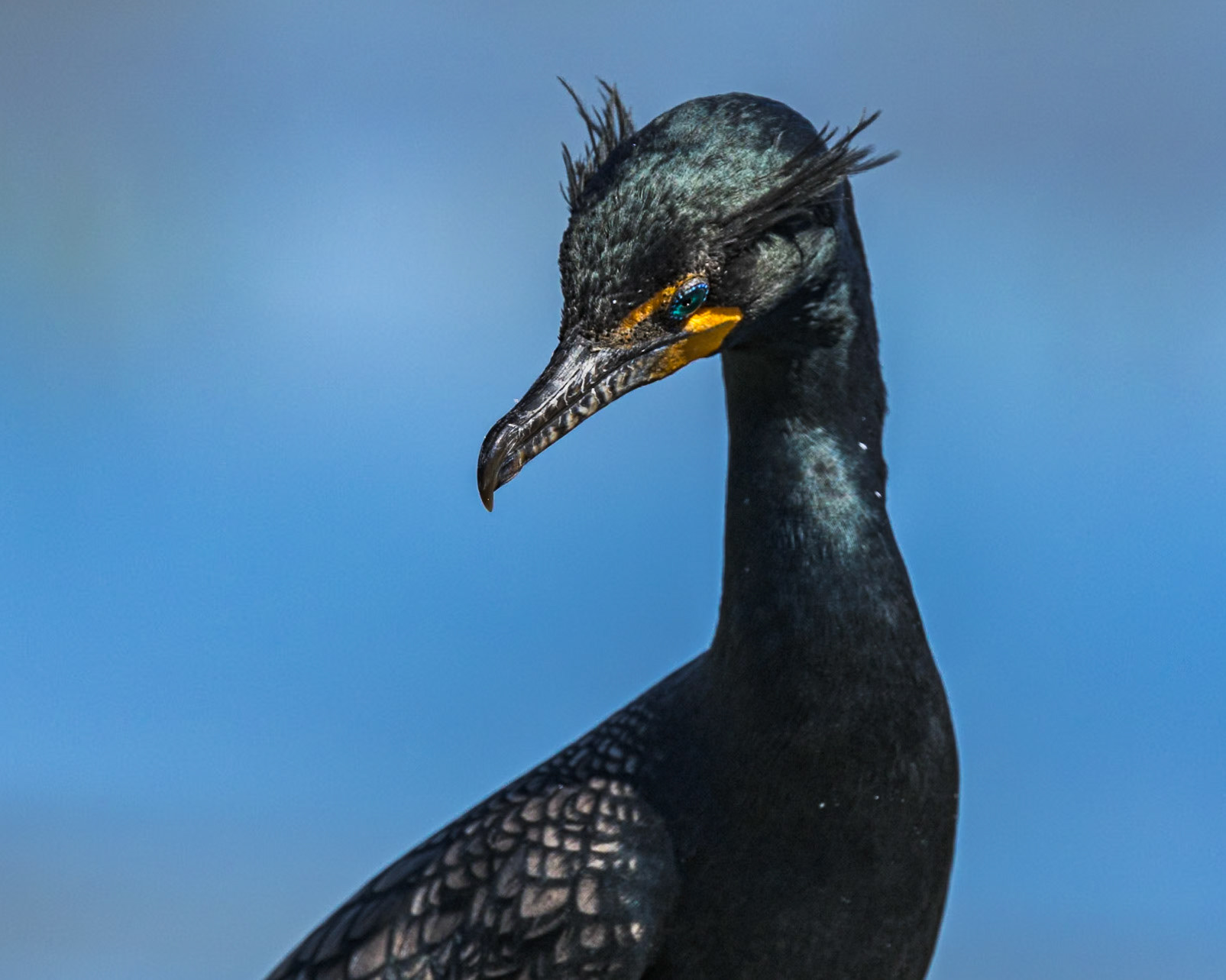 Cormorant 15, Huntington Beach State Park, SC