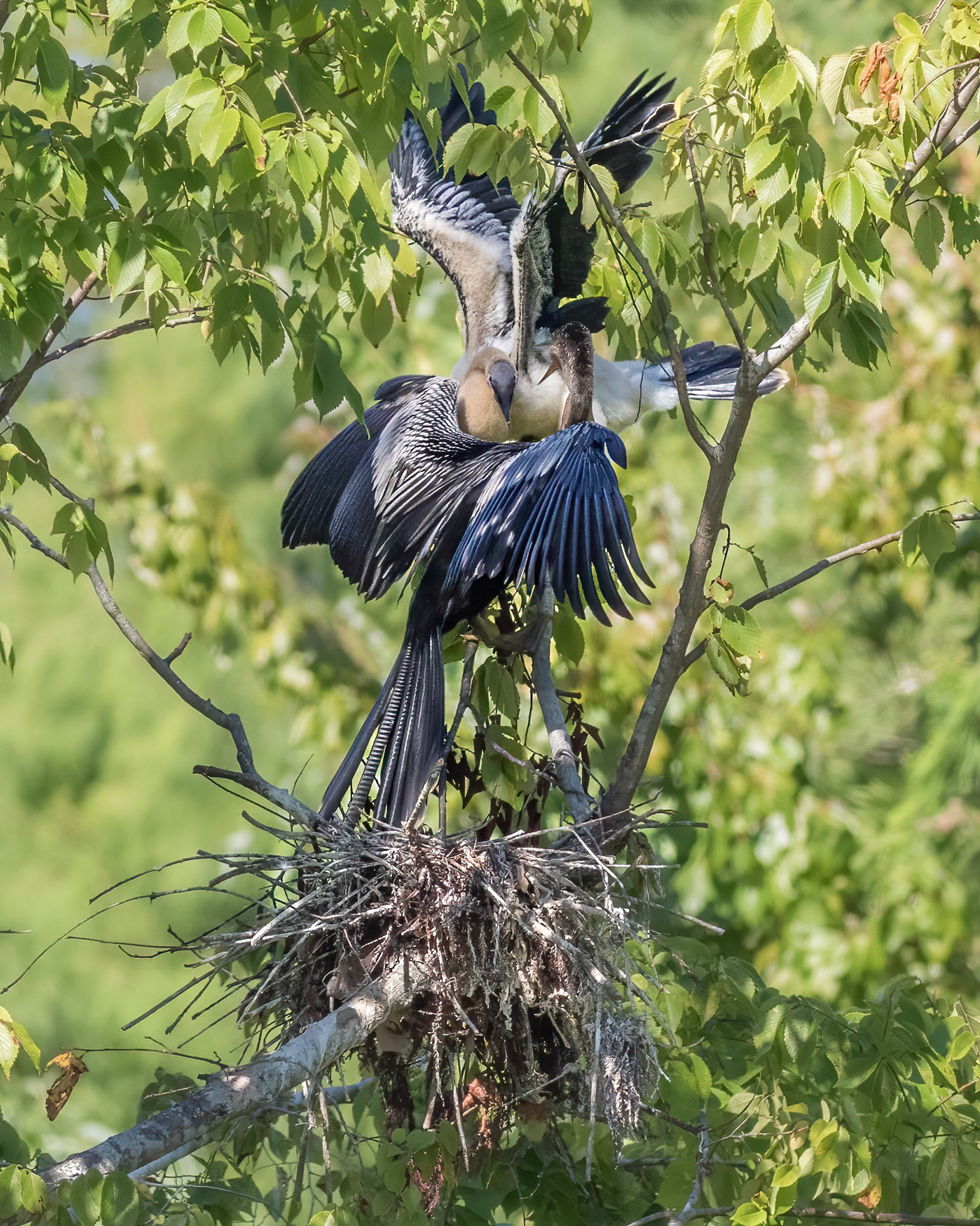 Anhinga nest 55, Sea Trail, Week of August 15, Nest 2