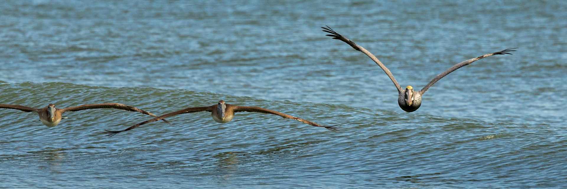 Brown pelicans 71, east end OIB
