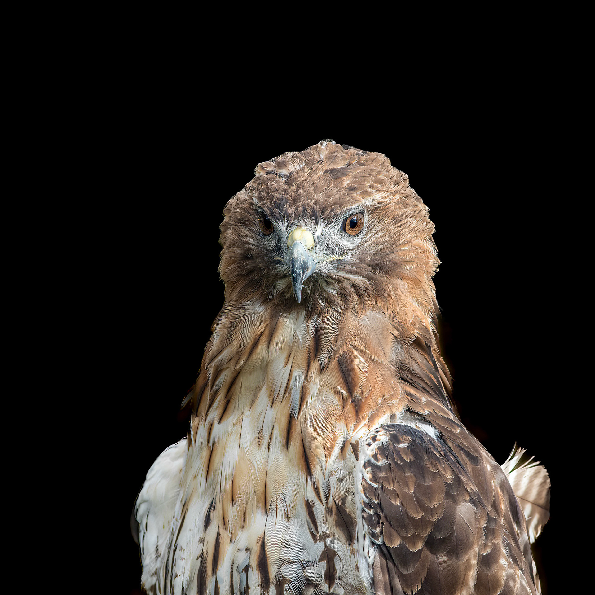 Red tailed hawk 5, Sea Biscuit Wildlife Shelter