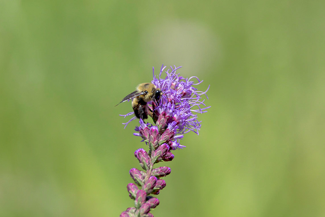 Bee on dense blazing star 4, Green swamp area