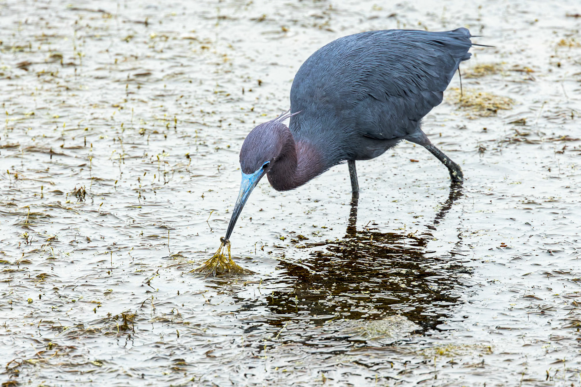 Little blue heron 37, Huntington Beach State Park, SC