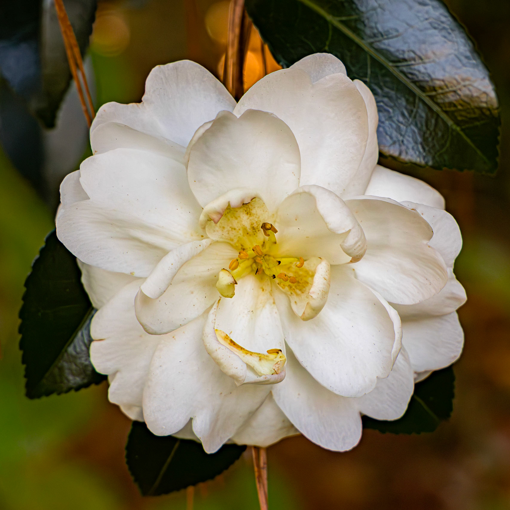 Camellia 8, Brunswick County Botanical Gardens