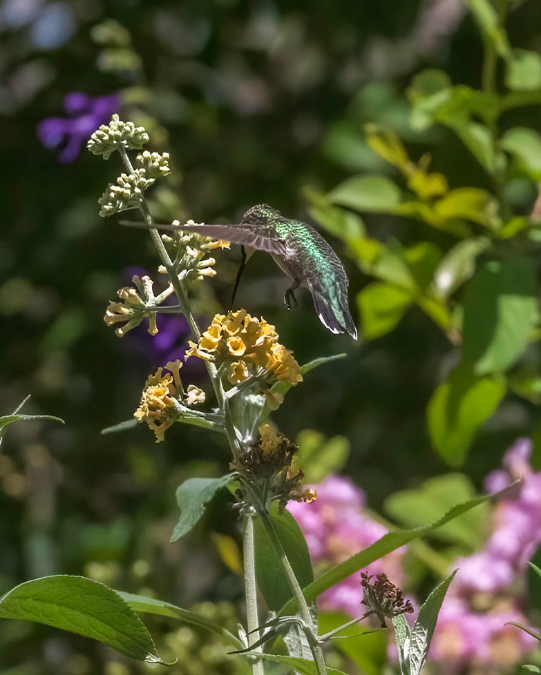 Hummingbird 8, Brunswick County Botanical Gardens