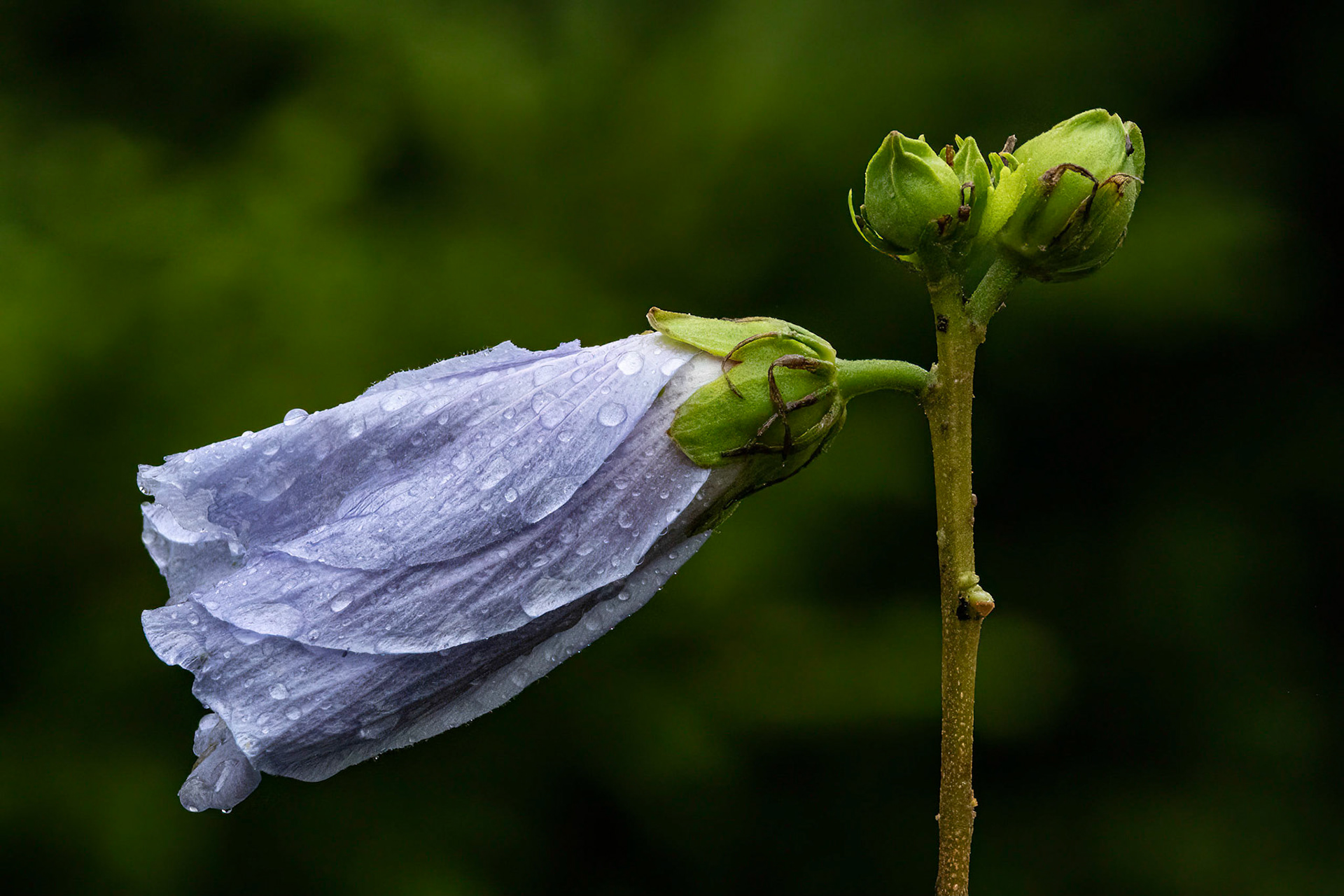 Rose of Sharon 2, Brunswick County Botanical garden