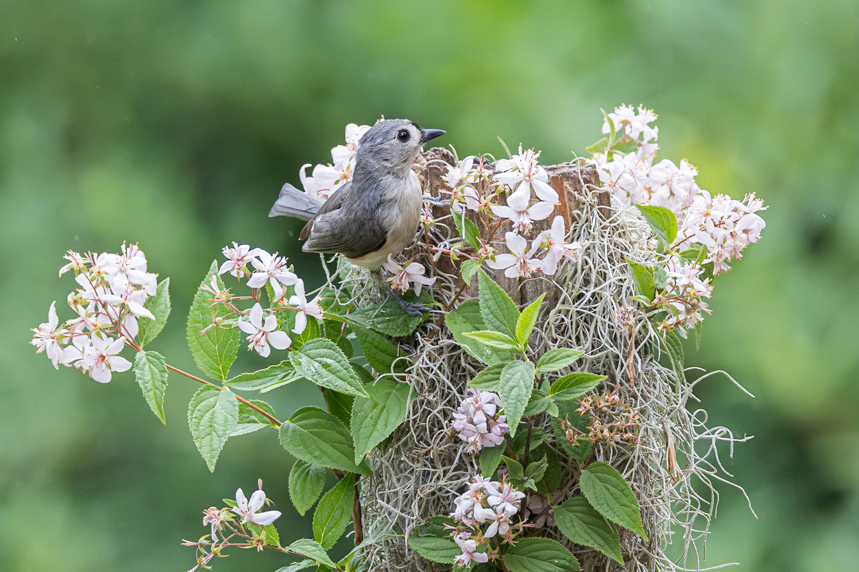 Tufted titmouse 9, The Nut House, Clemson, SC