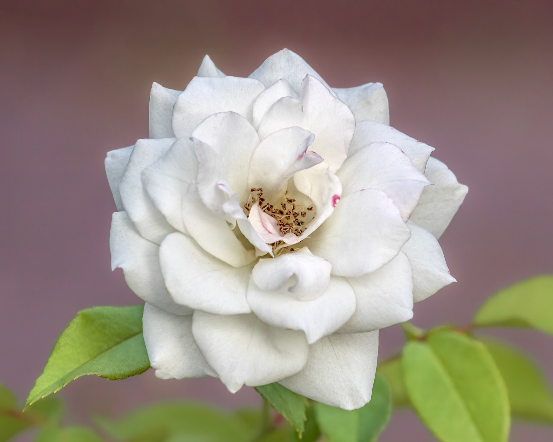 Rose 7, Brunswick County Botanical Gardens