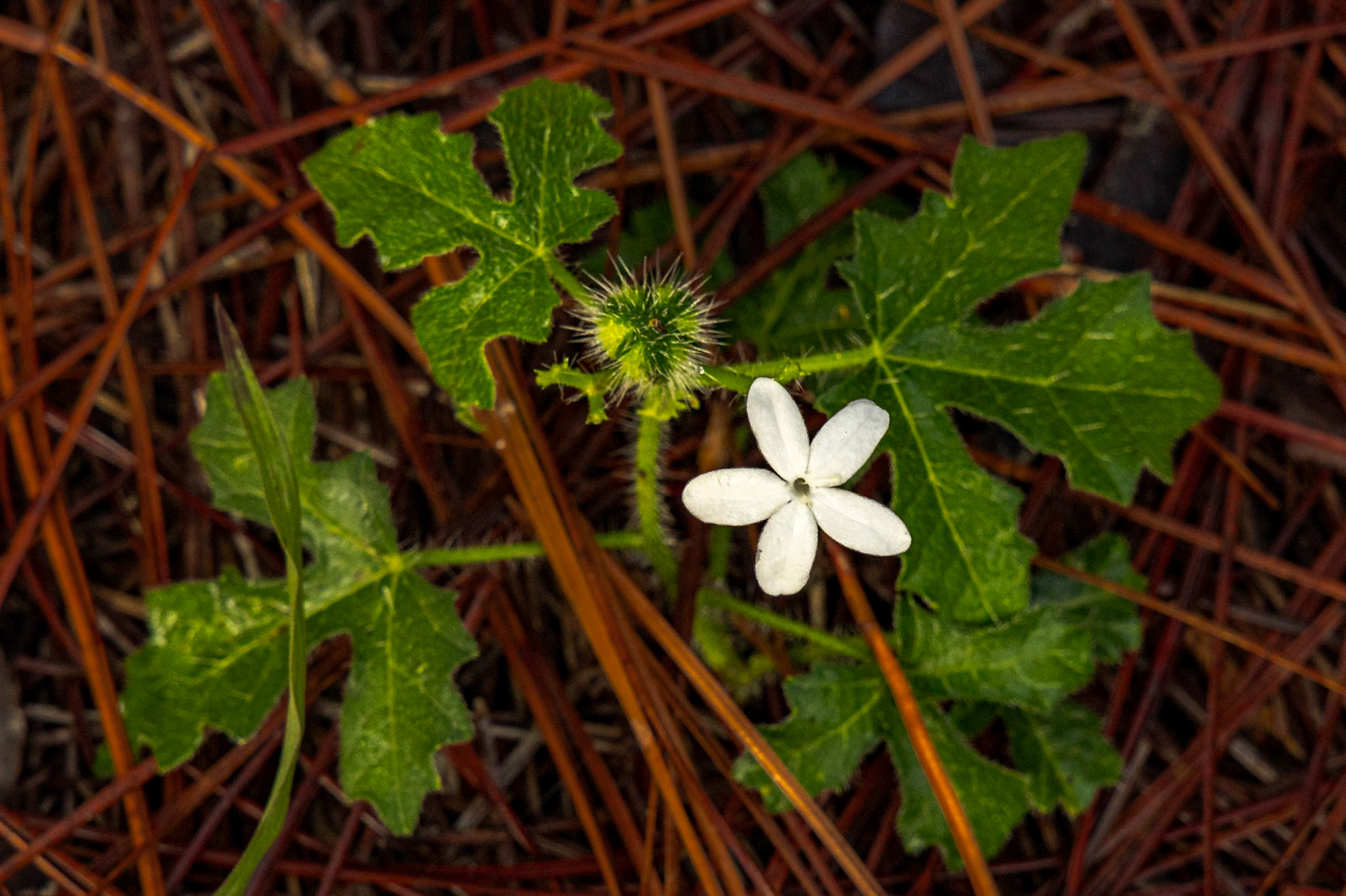 Spurge nettle 1, Green Swamp Preserve
