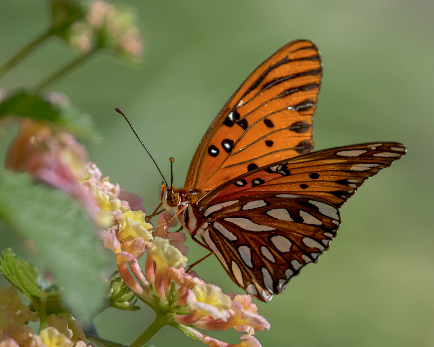 Gulf fritillary 11, Brunswick County Botanical Gardens