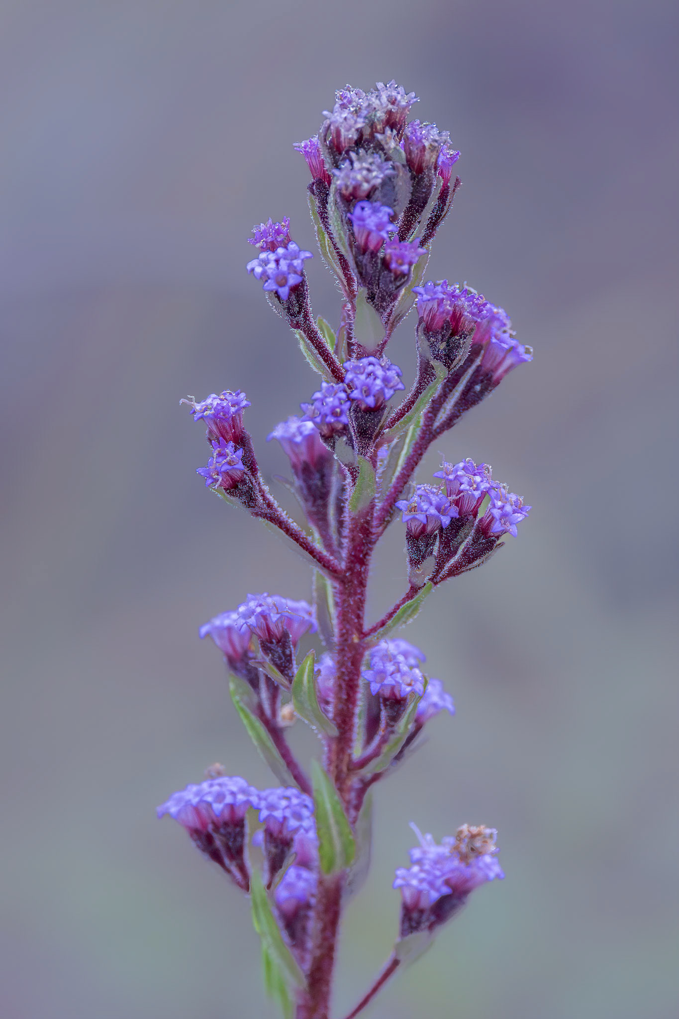 ??, Green Swamp Preserve