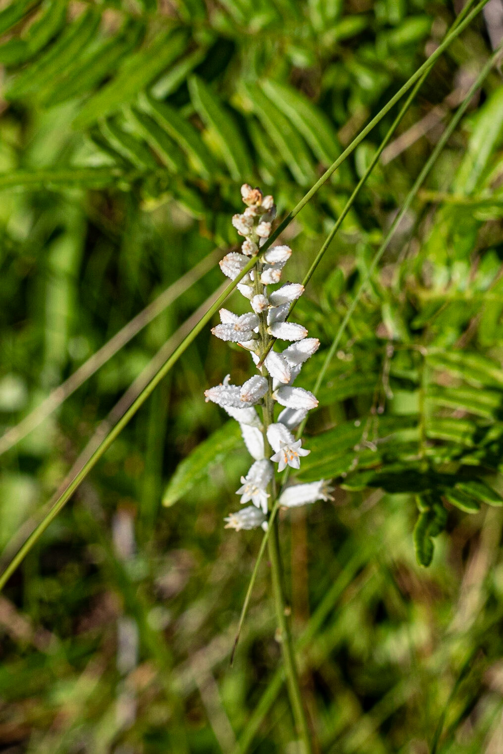 Colicroot 2, Green Swamp Preserve