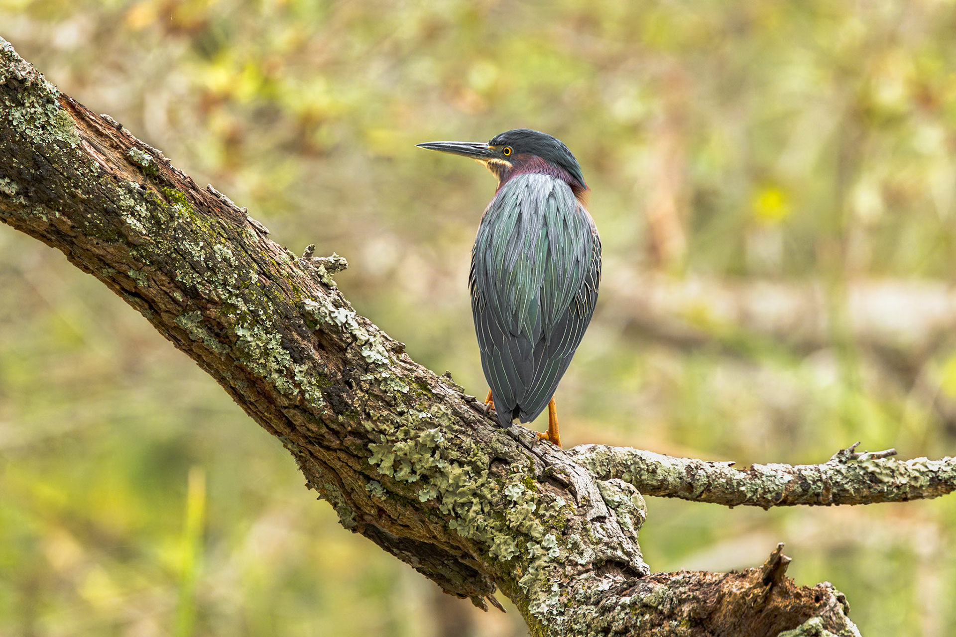 Green heron 12, Huntington Beach State Park, SC
