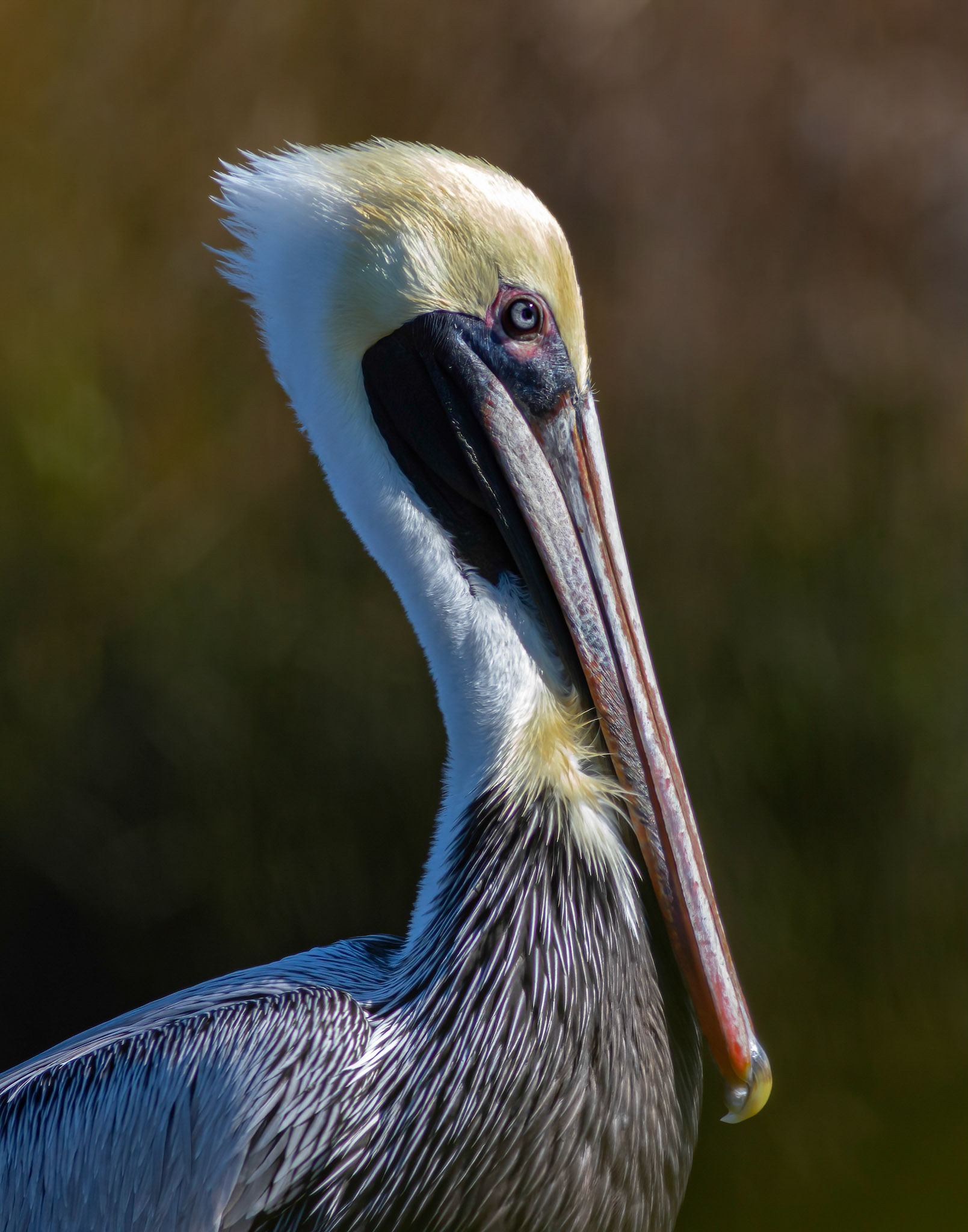 Pelicans 39, OIB