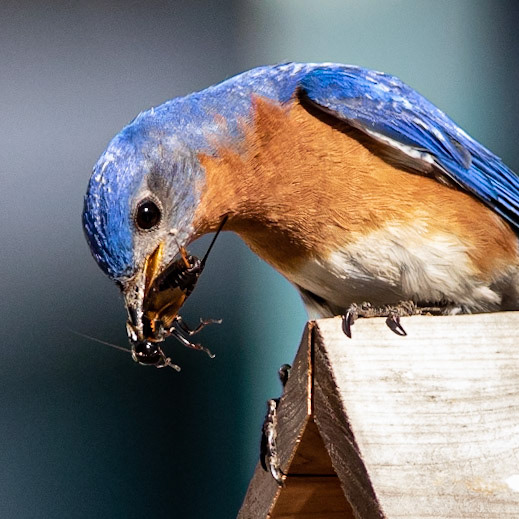 Male Eastern Bluebird 6, OIB