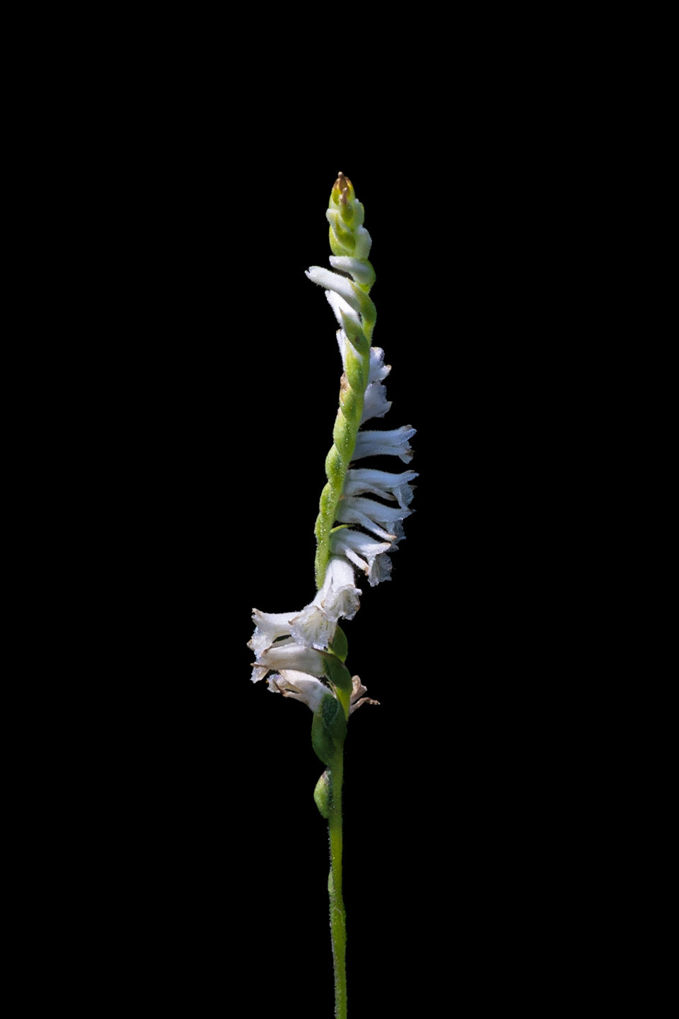 Lady tresses orchid 1, Green Swamp Preserve