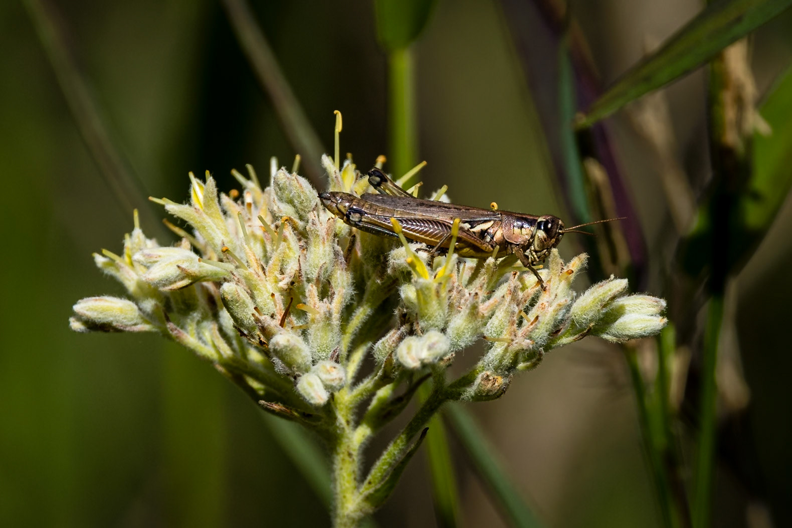 Carolina redroot 4, Green Swamp Preserve