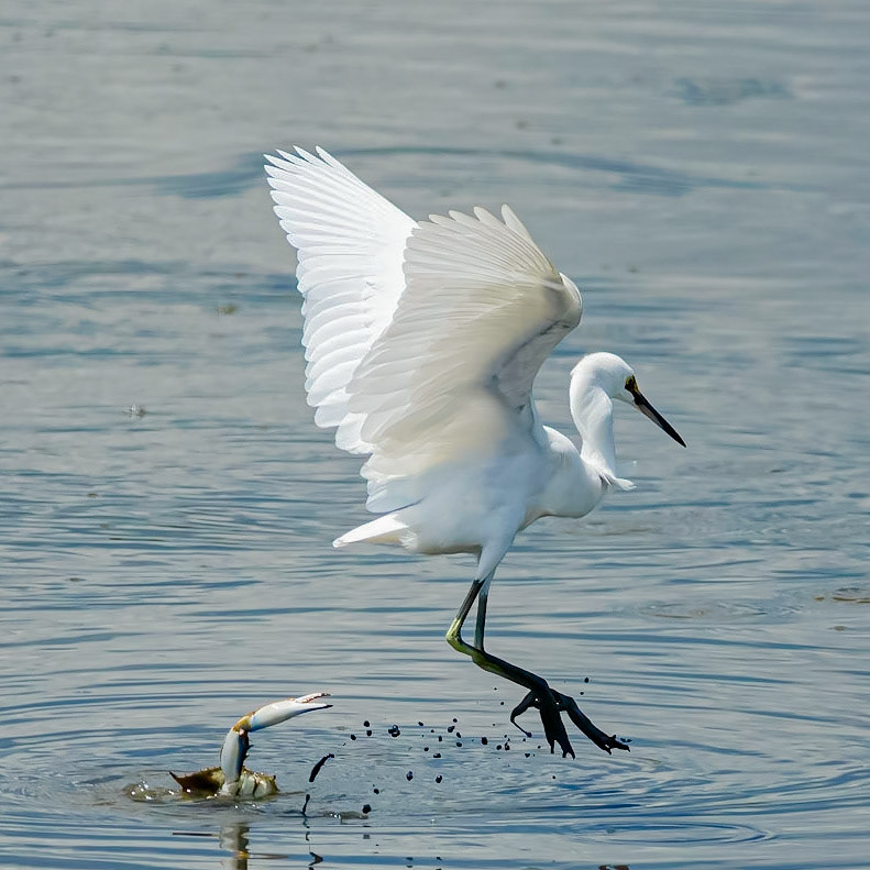 Blue Crab and Snowy Egret , OIB Gazebo behind chapel
