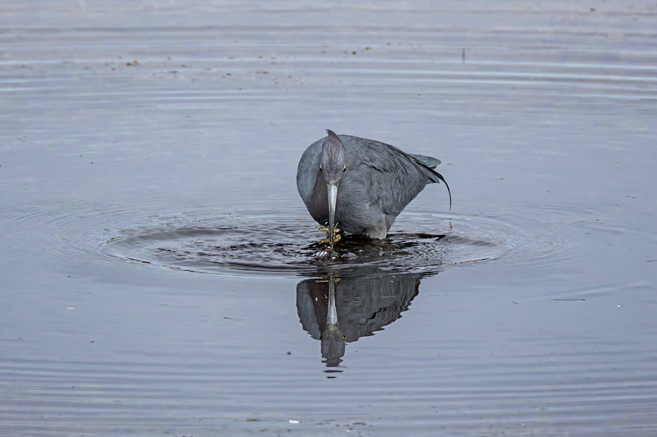 Little Blue Heron 17, Huntington Beach State Park, SC