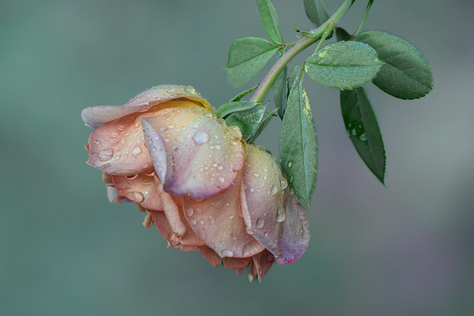 Rose 28,, Brunswick County Botanical Gardens