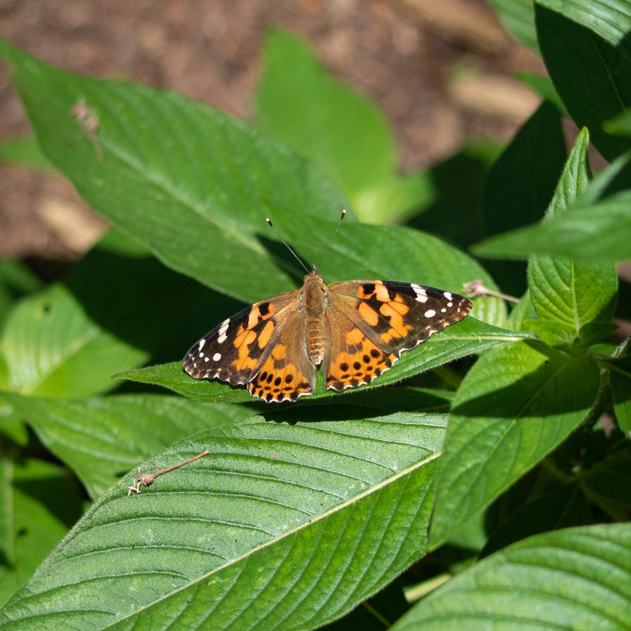 Painted Lady 1, Airlie Gardens