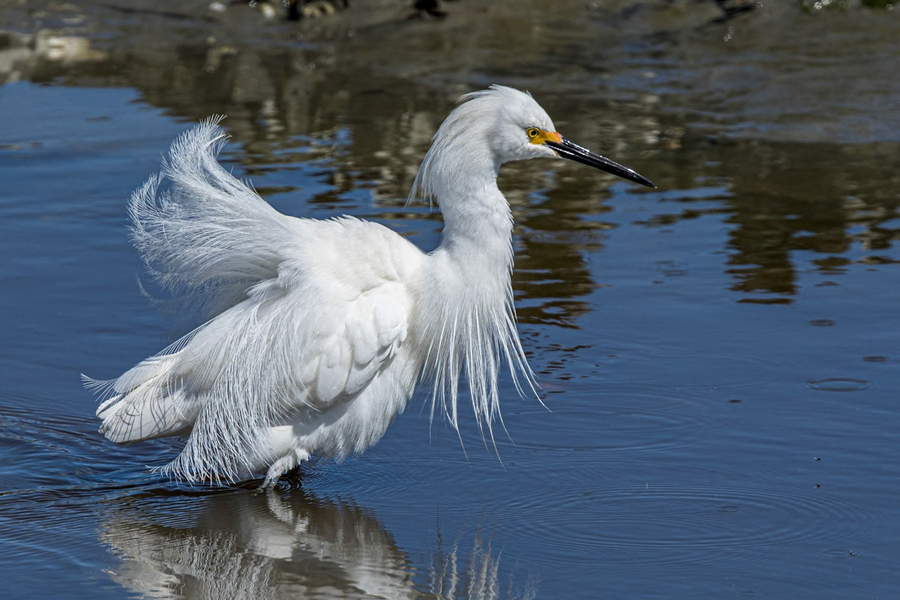 Snowy egret 28, Huntington Beach State Park, SC