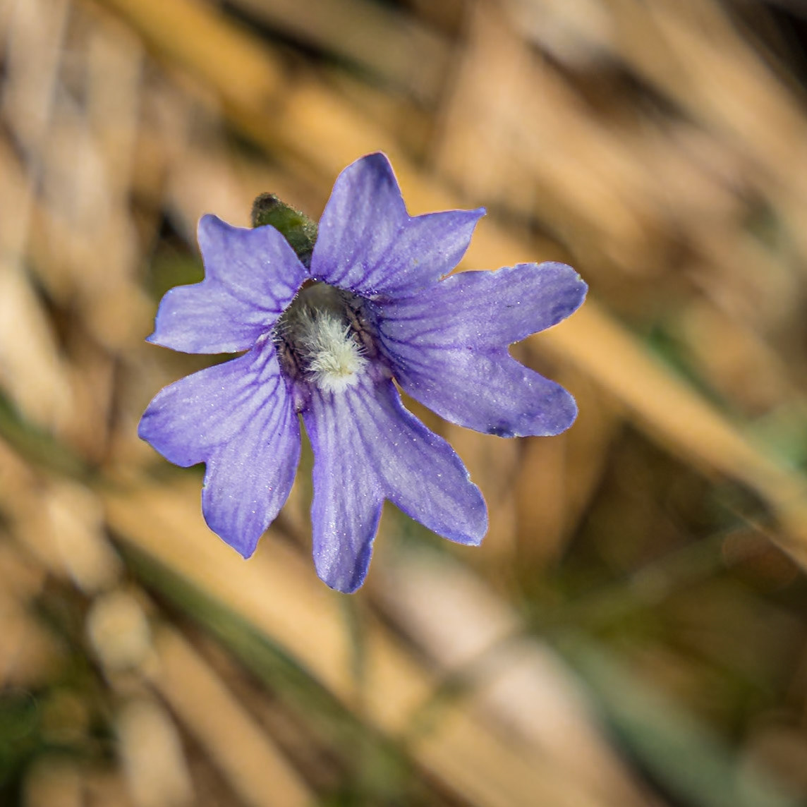Violet butterwort 5, Green Swamp Preserve