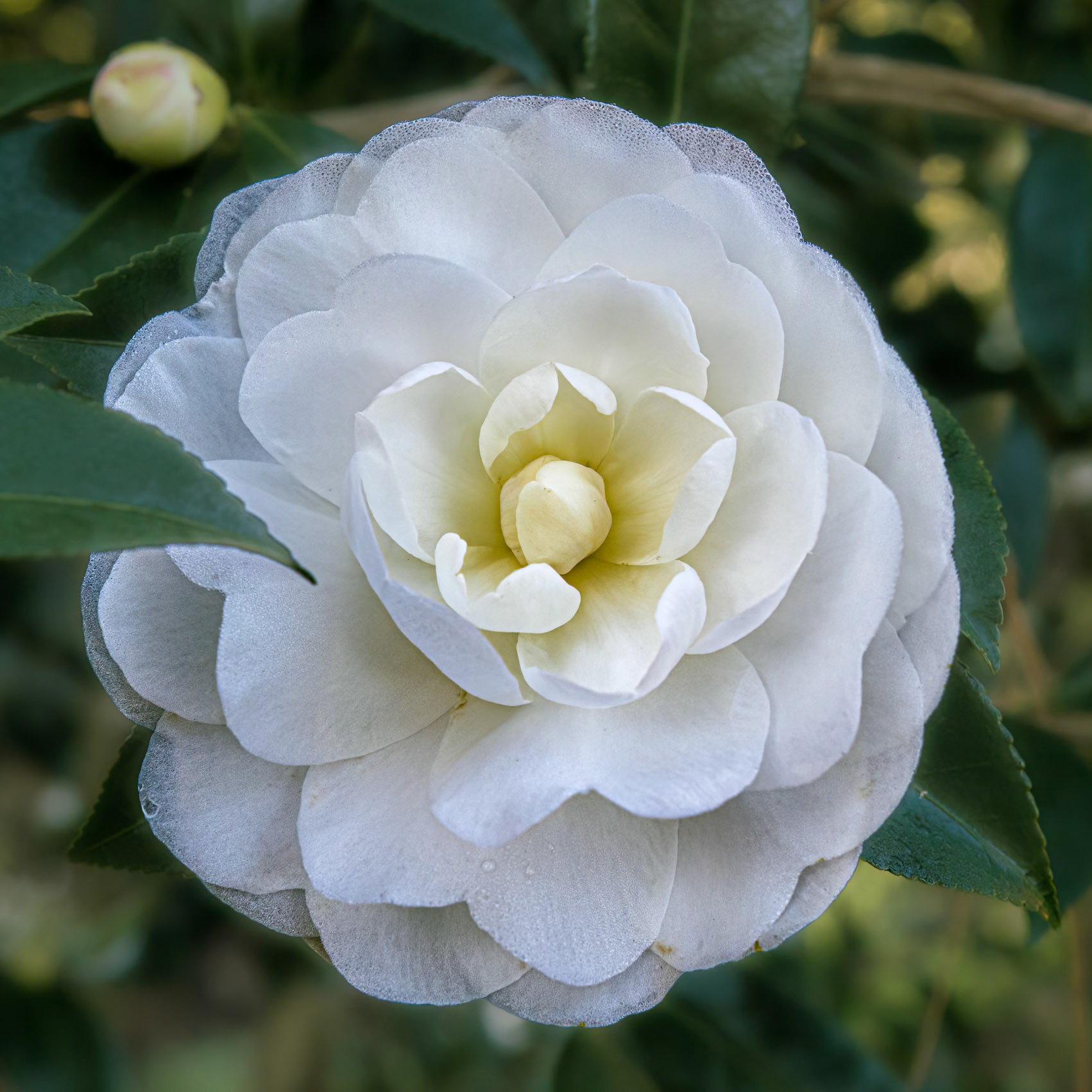 Camellia 1, Brunswick County Botanical Gardens