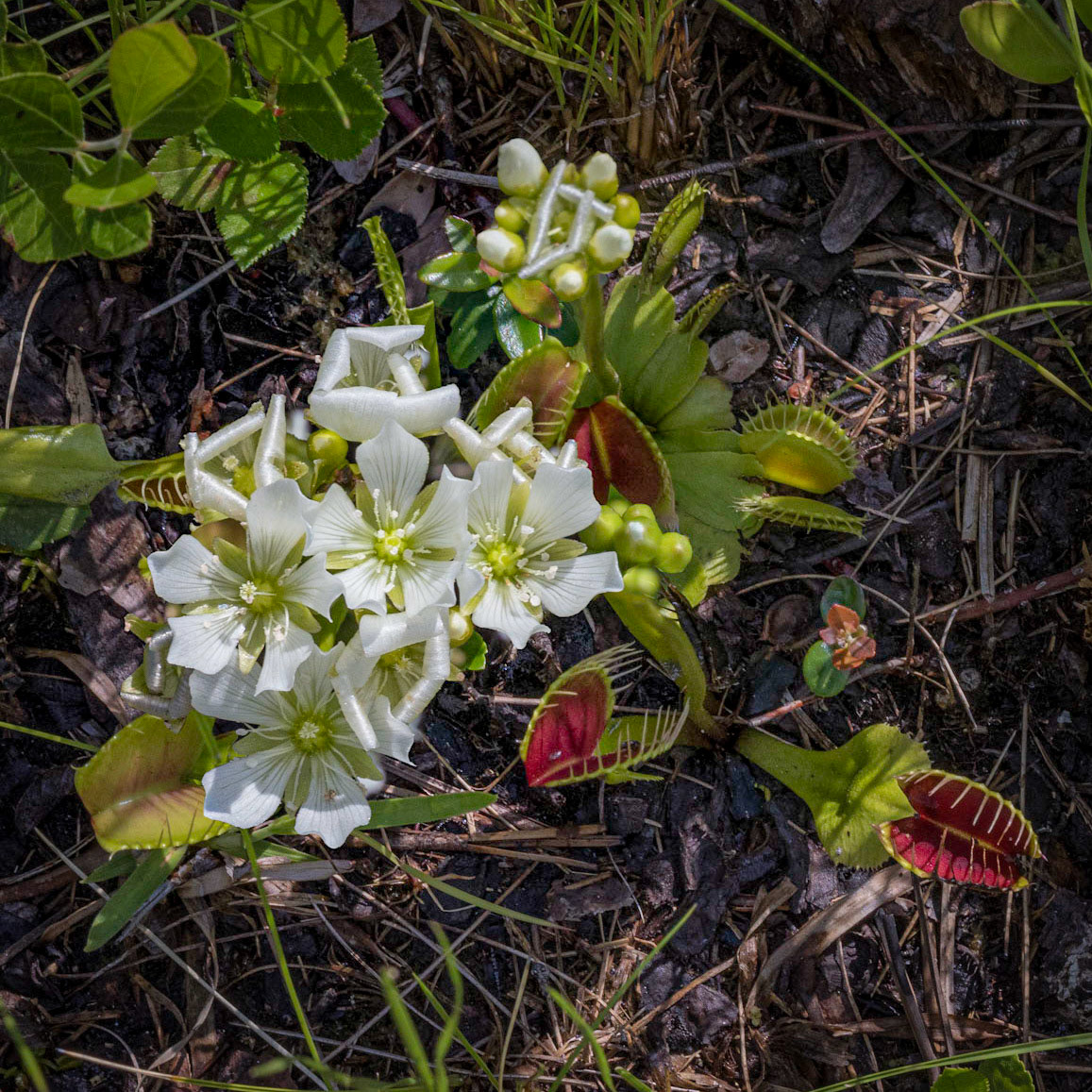 Venus flytrap 4, Green Swamp Preserve
