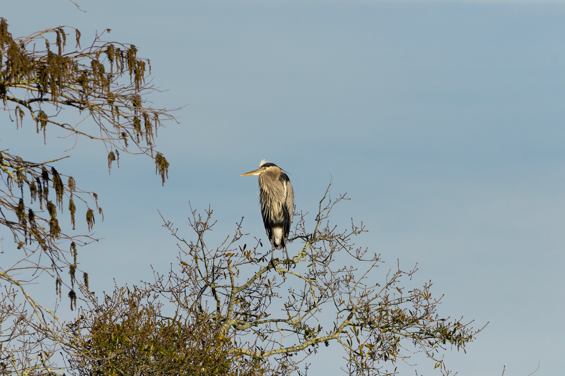 Great Blue Heron 44, Sea Trail osprey platforms, Sunset Beach, NC