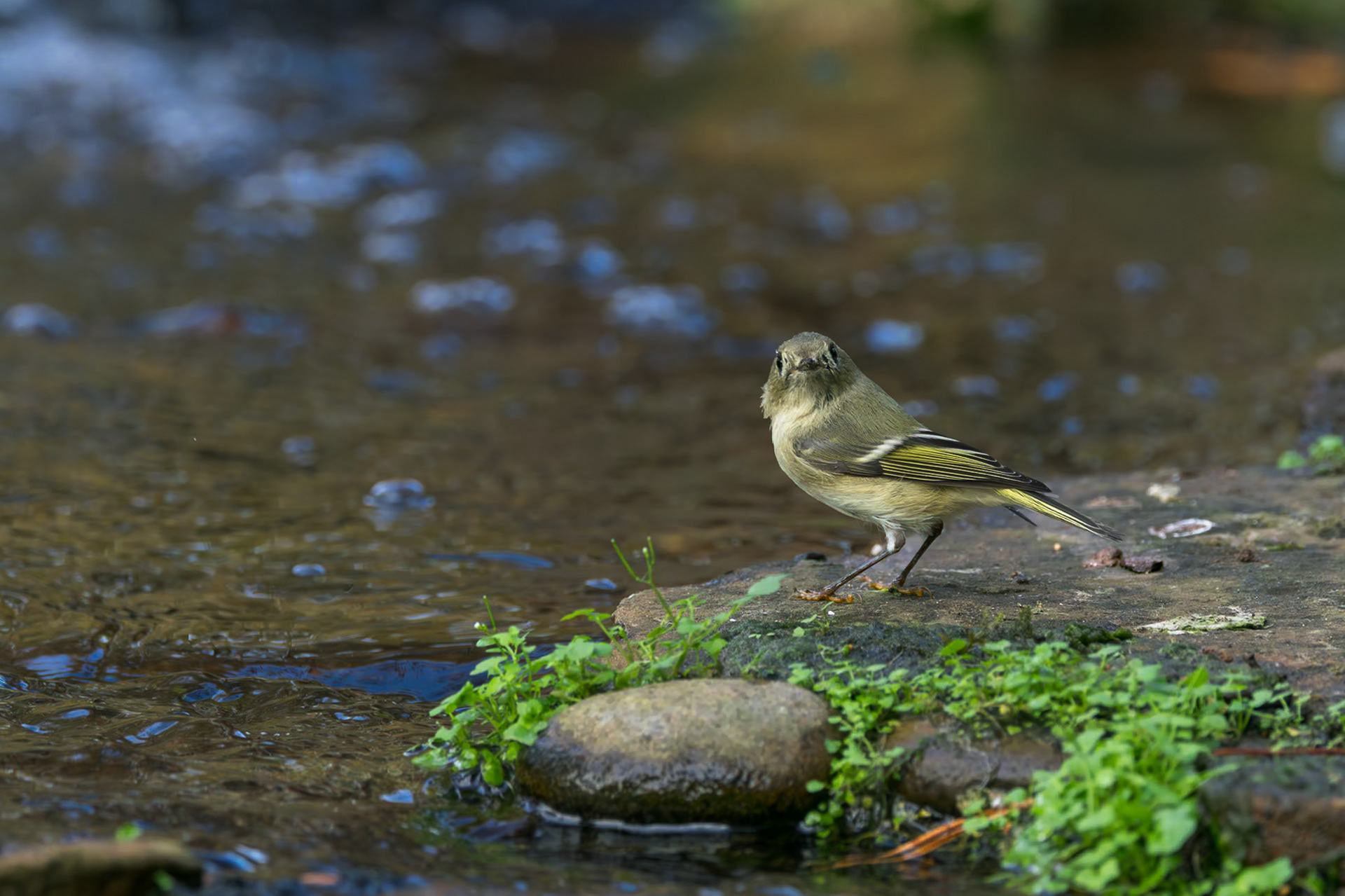 Ruby crowned kinglet 1, The Nuth House, Clemson, SC