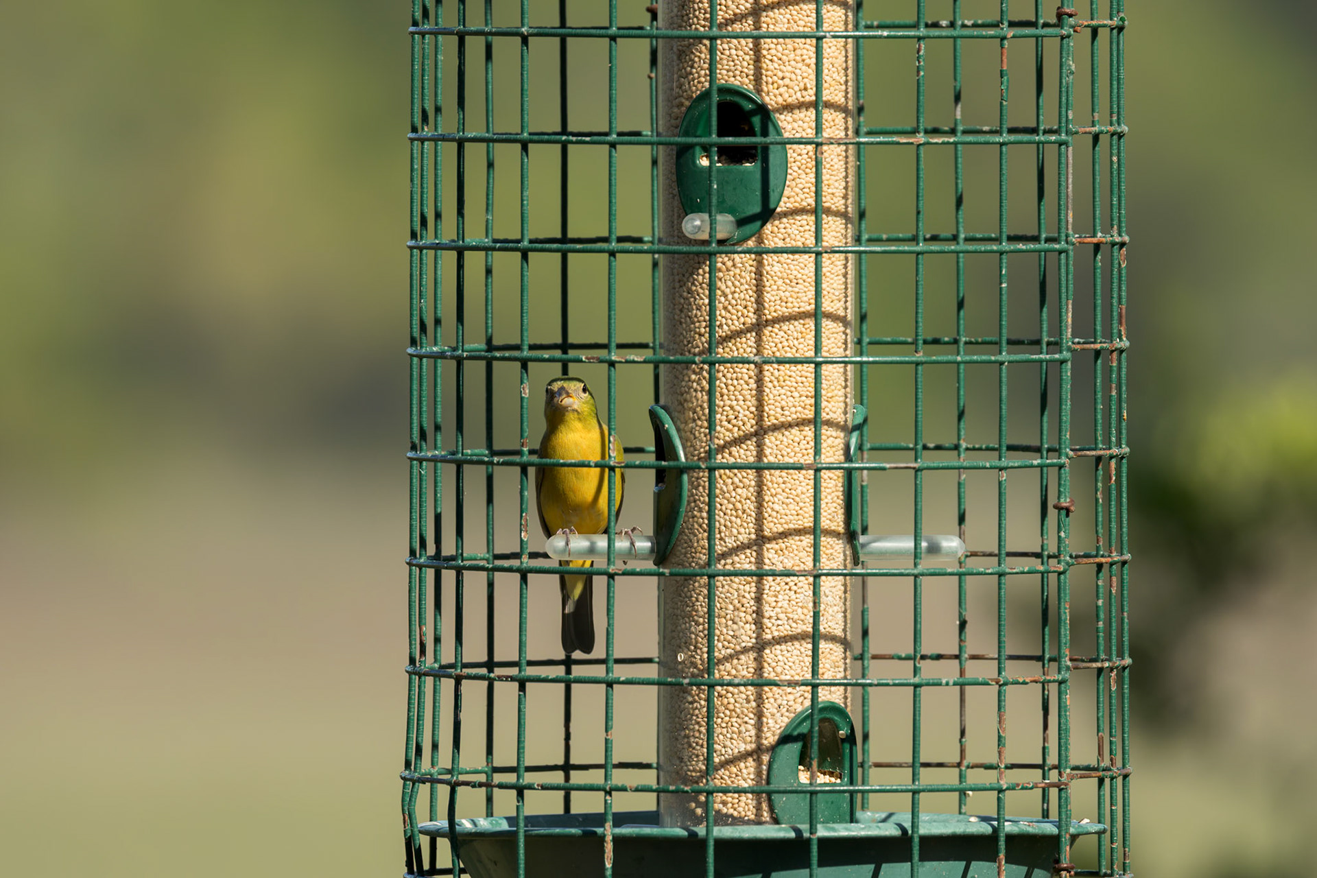 Painted bunting - female 2, Huntington Beach State Park, SC