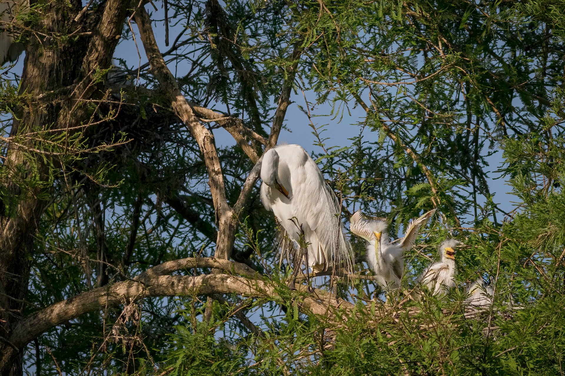 Great egret 57, Magnolia Plantation and Gardens, Audubon Swamp Garden, SCAIR 45