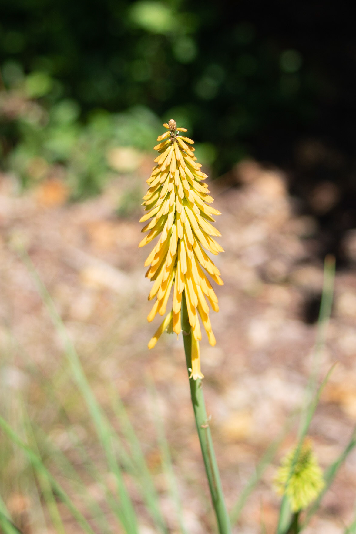 Brookgreen Gardens