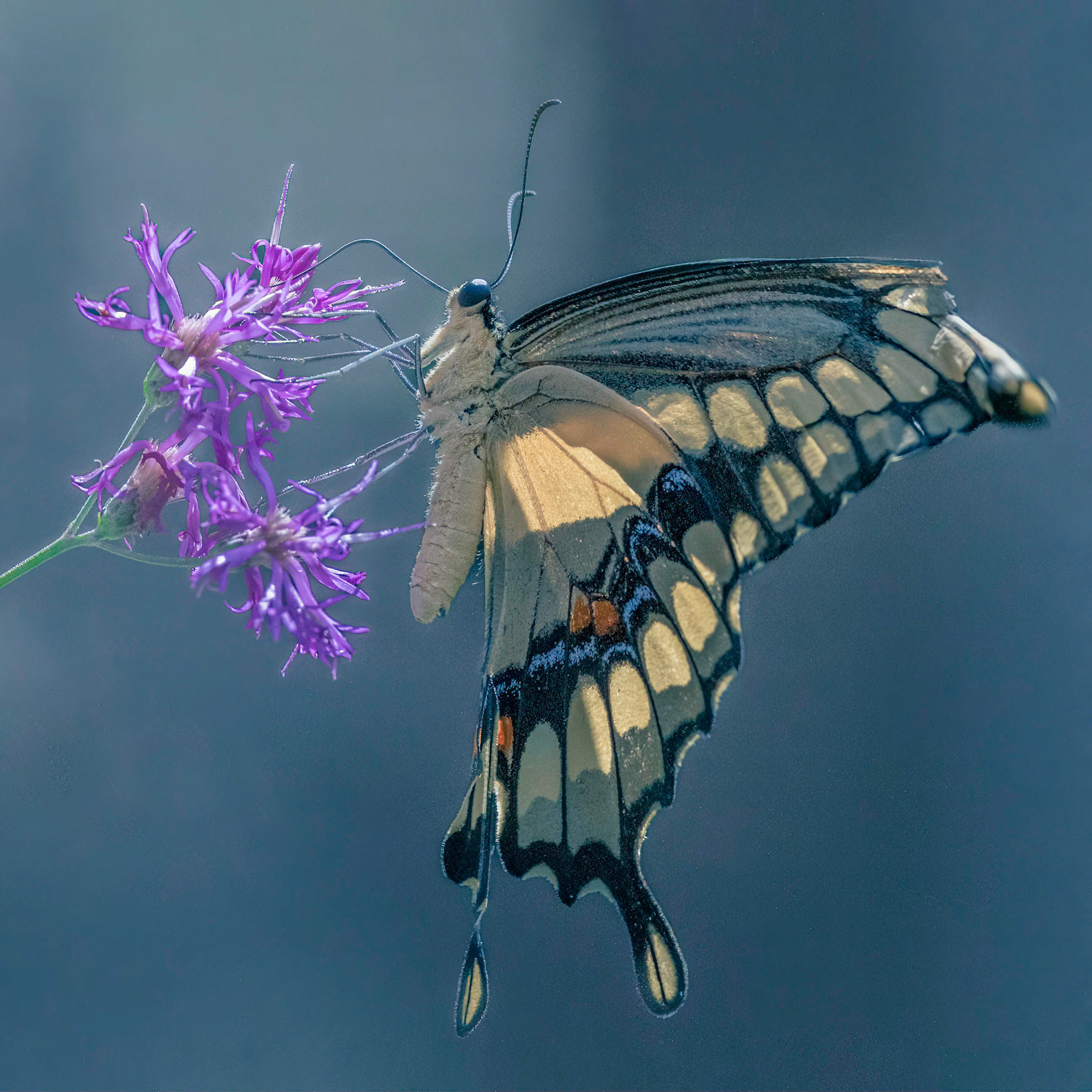 Giant Swallowtail 9, Airlie Gardens