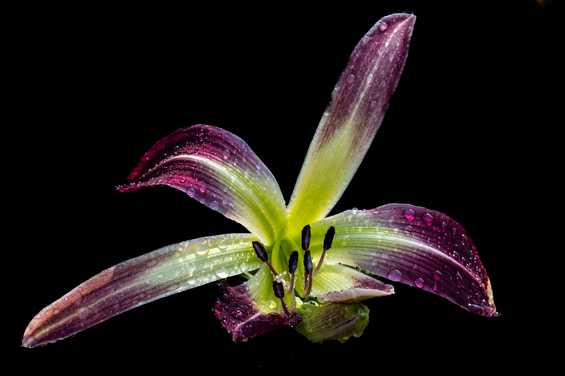 Lily 12, Brunswick County Botanical Gardens