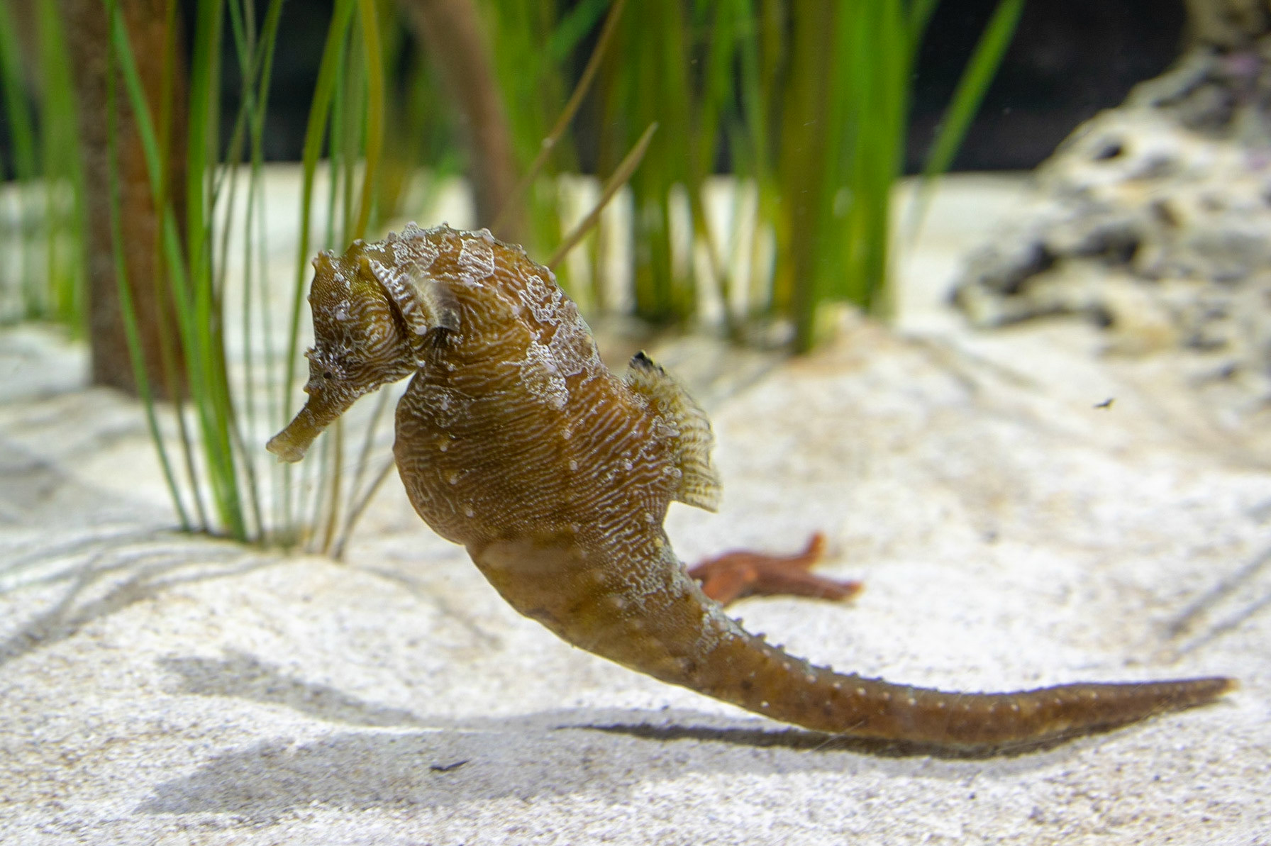 Seahorse 1, Fort Fisher