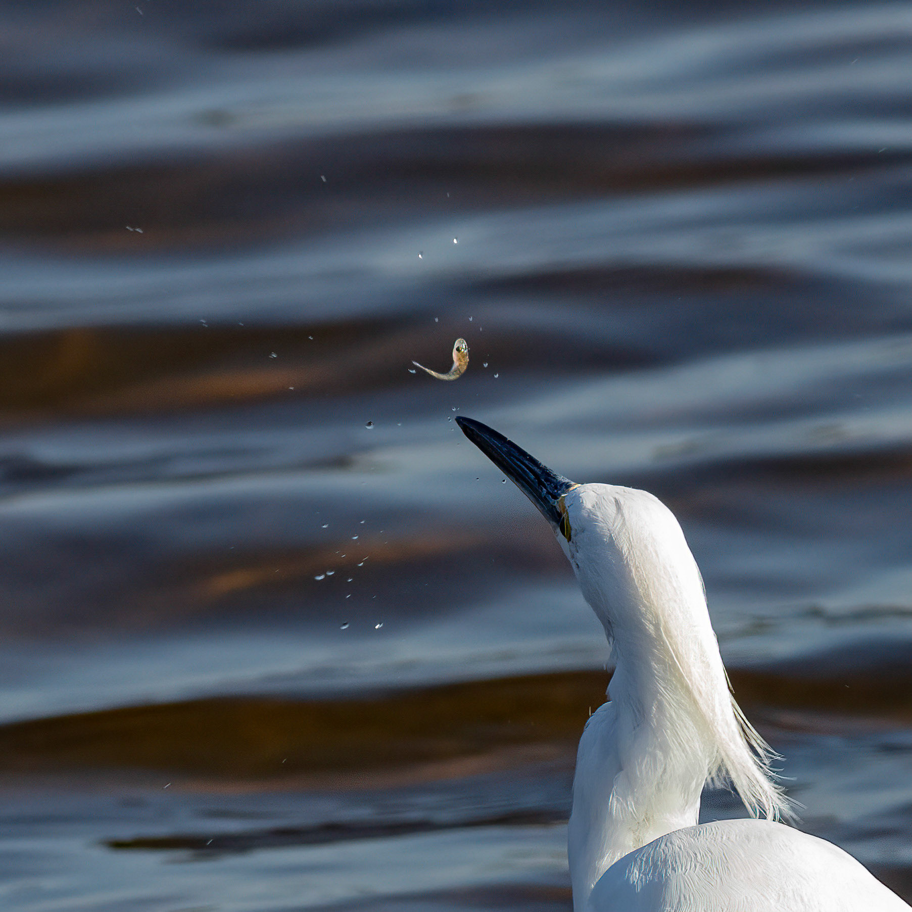 Snowy egret 12, Huntington Beach SC