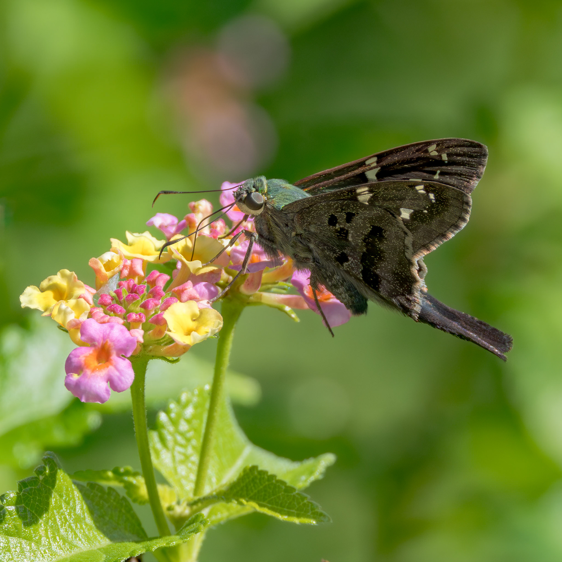 Long tailed skipper on lantana 7, Brunswick County Botanical Gardens