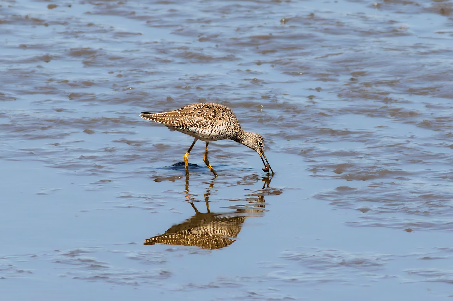 Greater yellowlegs 3, Donelly WMA, , SCAIR 5