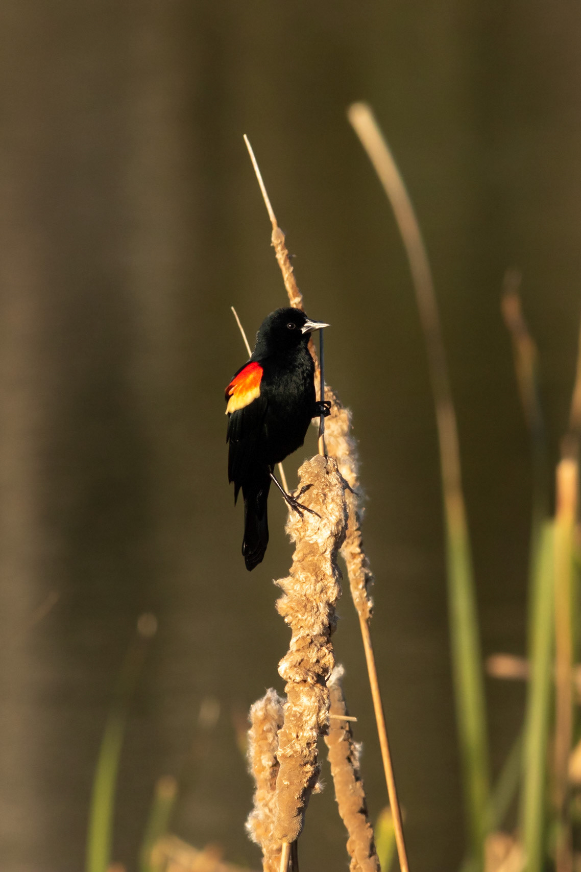 Red Winged Blackbird 4, Carl Bazemore Platform, Sunset Beach