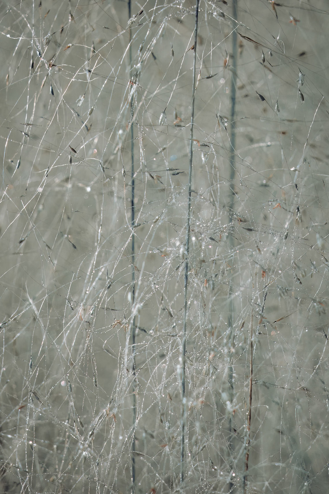 Muhly grass 2, Brunswick County Botanical Gardens