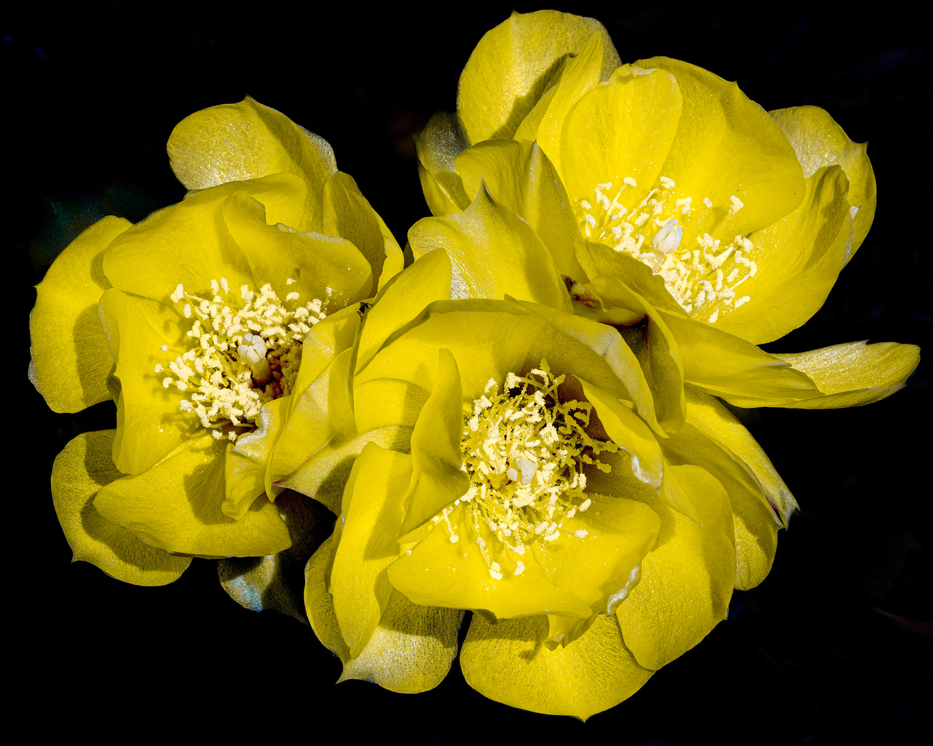 Prickly pear 6, OIB east end