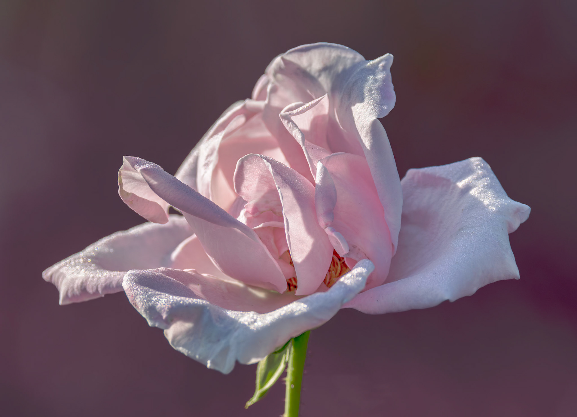 Rose 42, New Hanover County Arboretum