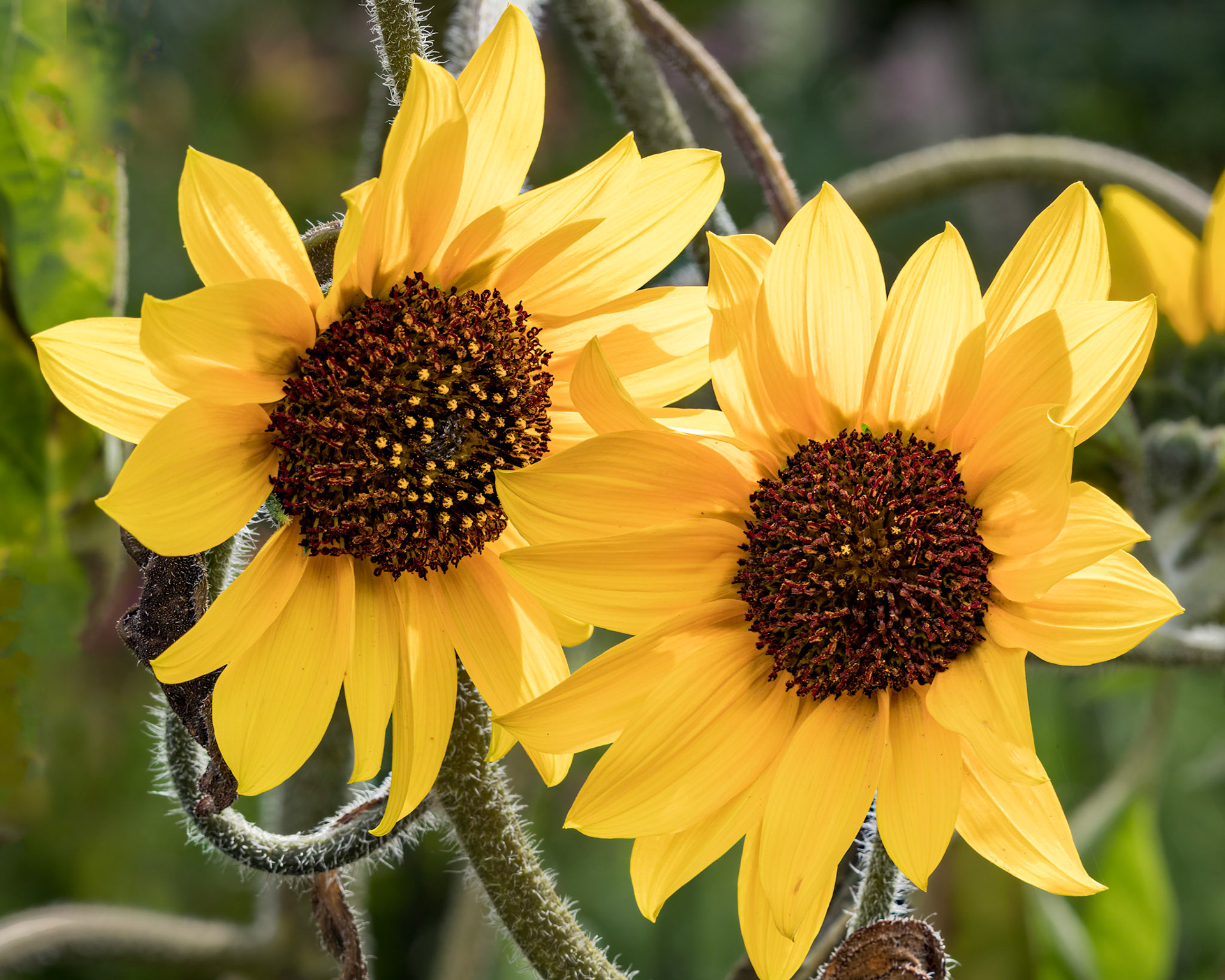 Sunflower 1, Brunswick County Botanical Garden