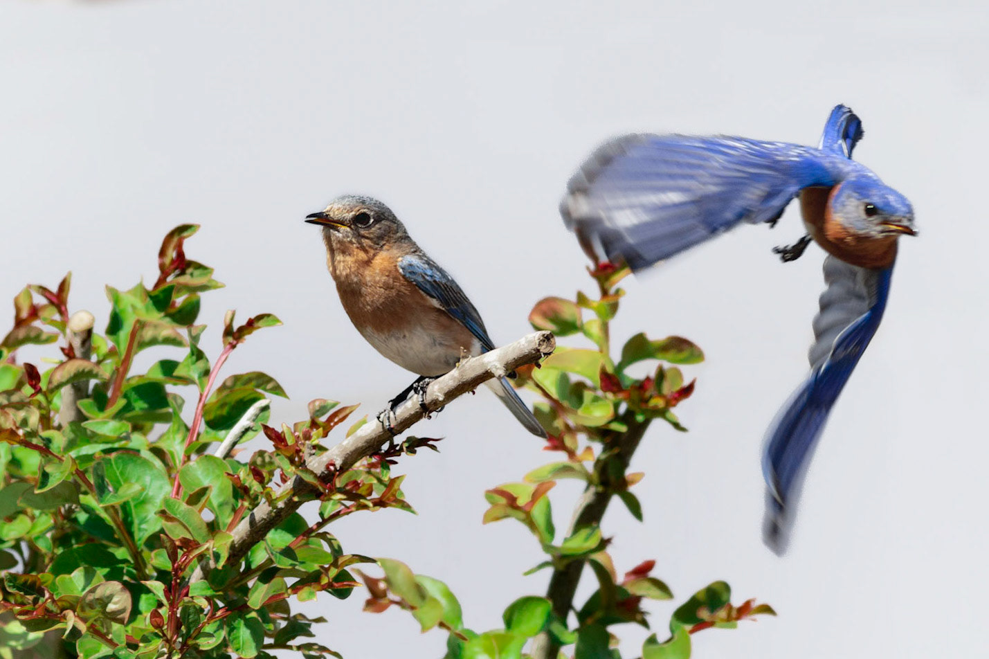 Eastern bluebirds 43, OIB