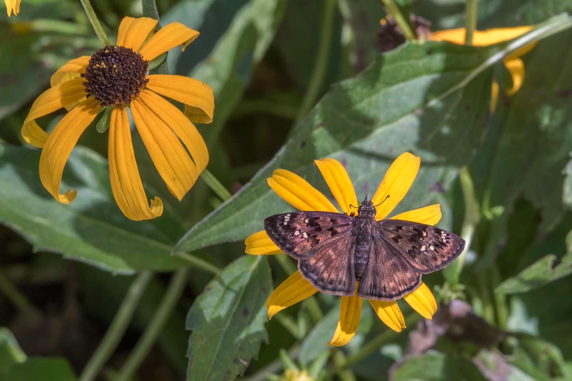Horace's Duskywing 2, Brunswick County Botanical Gardens