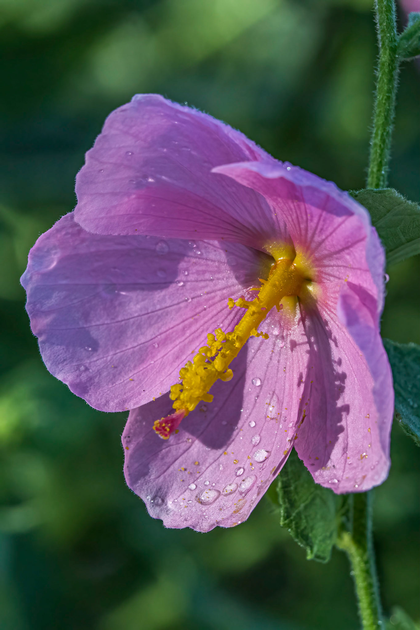 Hibiscus 8, Brunswick County Botanical garden
