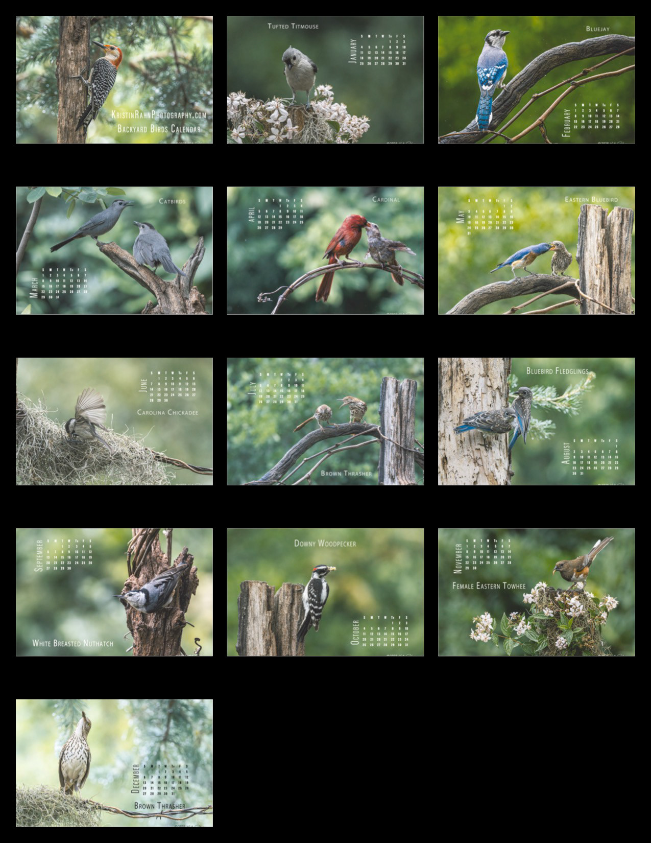 Backyard Birds
