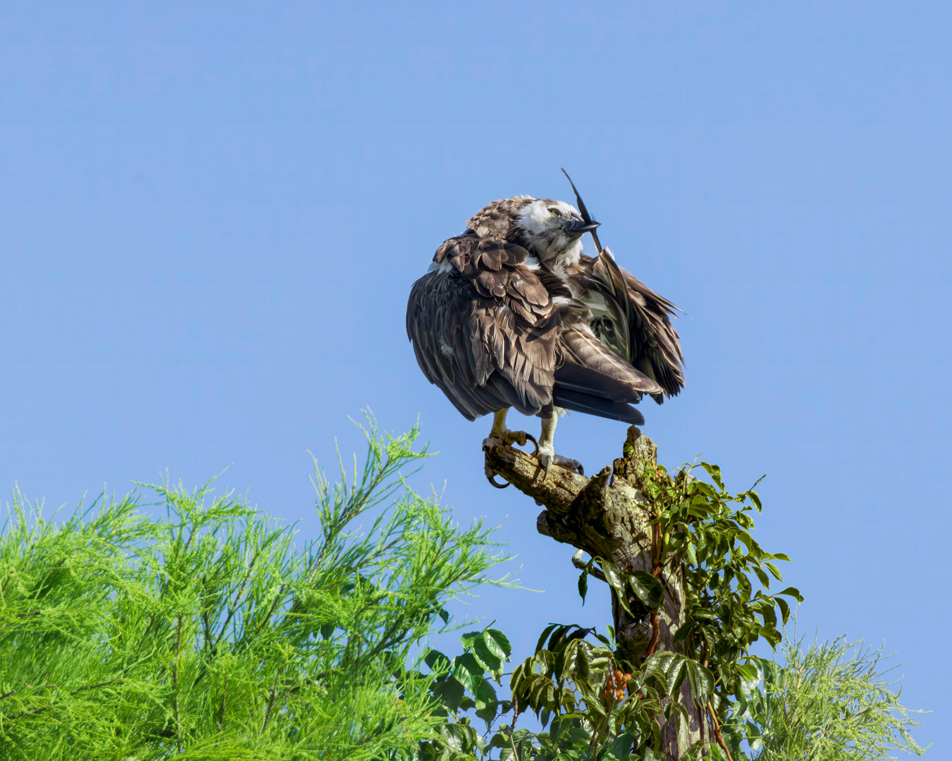 Osprey 117, Sea Trail