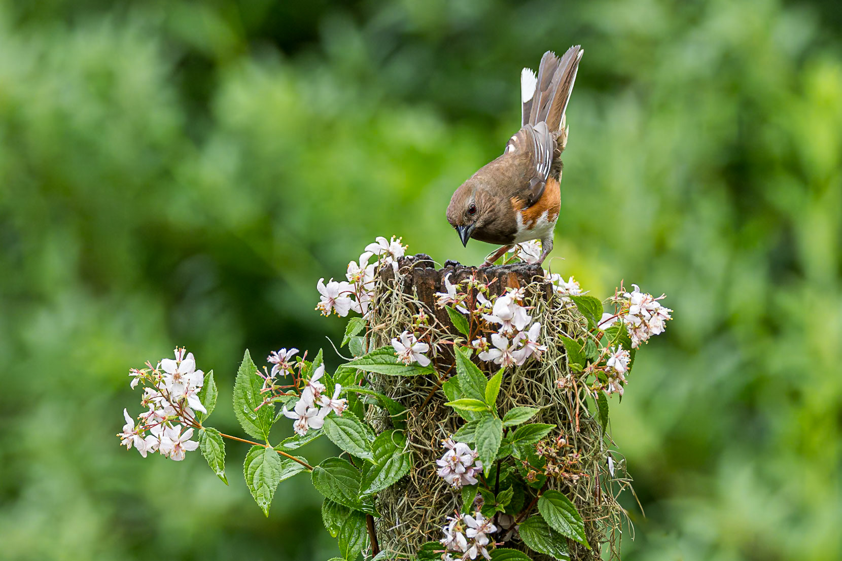 Eastern towhee - female 4, The Nut House, Clemson, SC